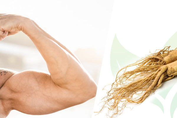 6 Miraculous Ginseng Benefits for Me